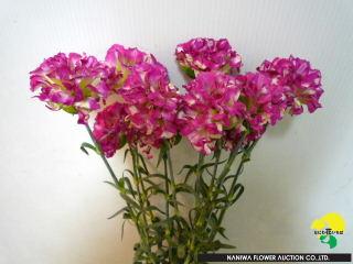 Dianthus caryophyllus (Spray) Clazy Purple.jpeg